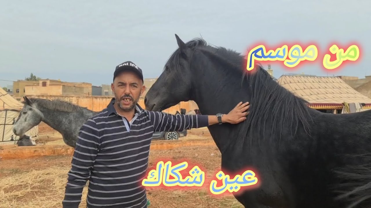 مرحبا بكم اخوتي درتلكم جولة من داخل الموسم. تولعو معانا بالخيول🐴👀