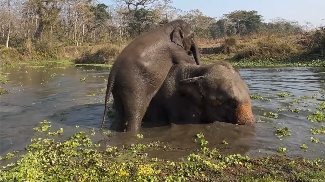 Unconditional Love: Mother & Baby Elephant’s Water Playdate