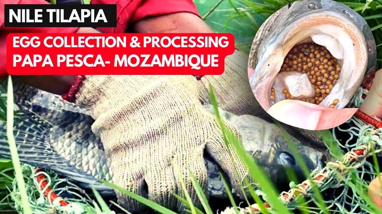 Egg-Citing Ultimate Guide: Watch How Nile Tilapia Eggs Are Collected and Processed!