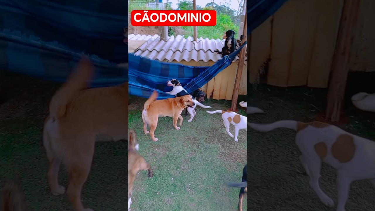 A cachorrada se diverte na rede do cãodominio kkkkkk 