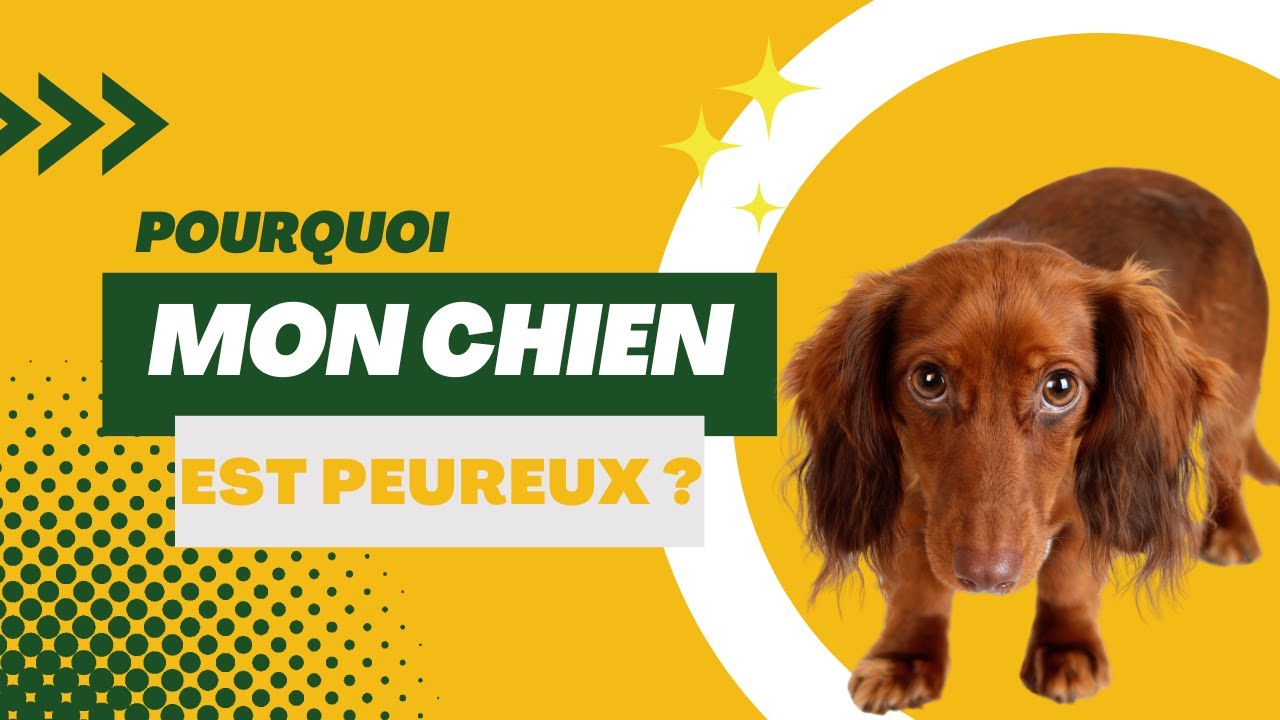 Comment gérer un chien peureux : différentes méthodes et astuces 🐶😨💭
