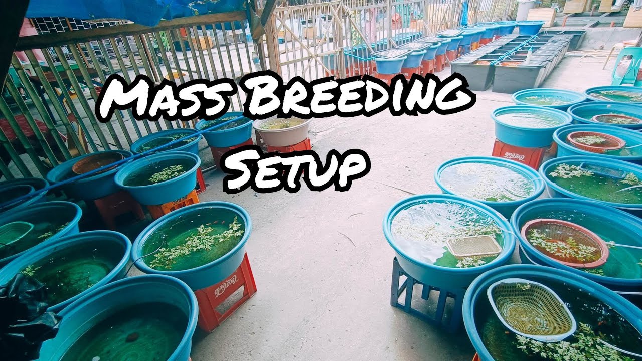 Guppy Farm Update 2023 | Part 2