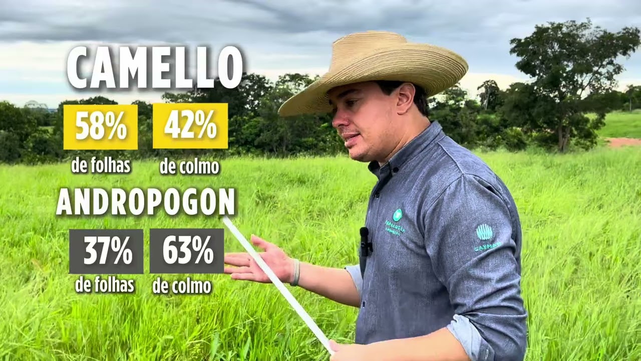 BRACHIARIA HÍBRIDA CAMELLO® supera Andopogon em SOLO DESAFIADOR!