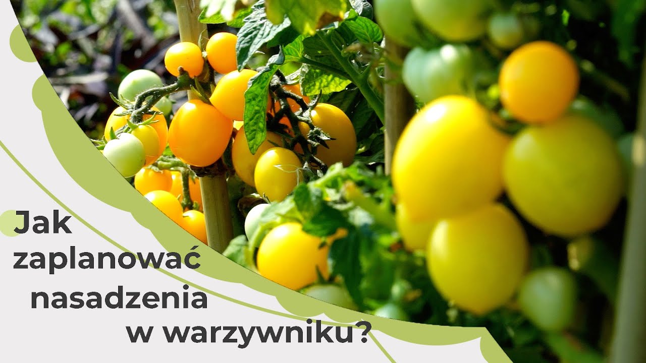 Planowanie warzywnika. Jak zaplanować nasadzenia w warzywniku? Uprawa warzyw w ogrodzie.