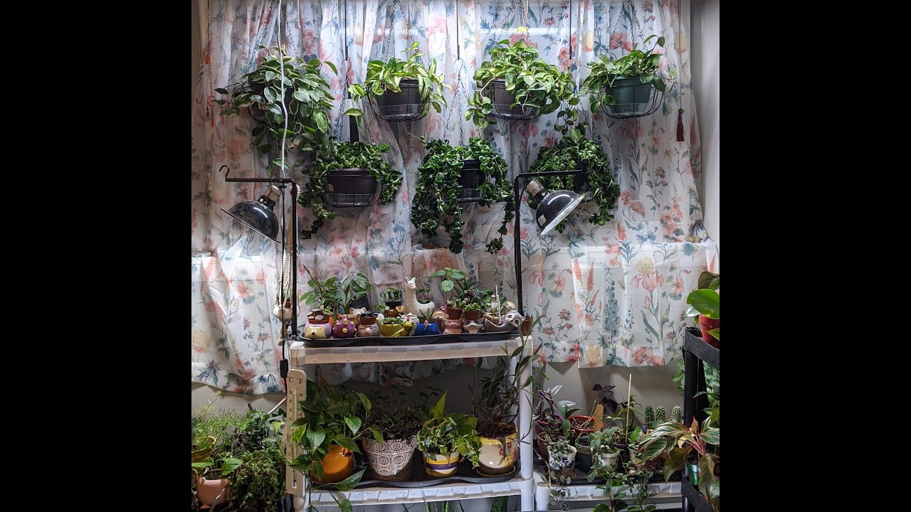 Plant Nutrients 101/ Plant Nutrient Deficiencies in Leaves/ What You Need to Know..