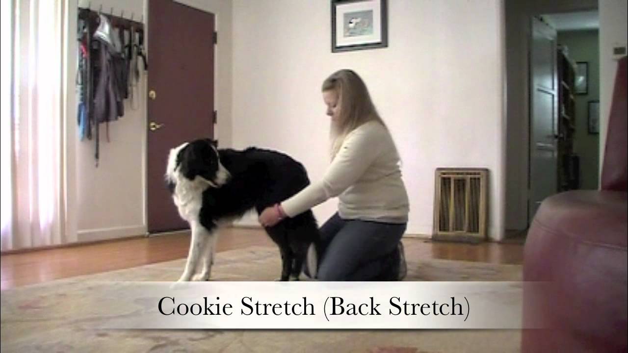 Stretching - Dog Sports Injury prevention