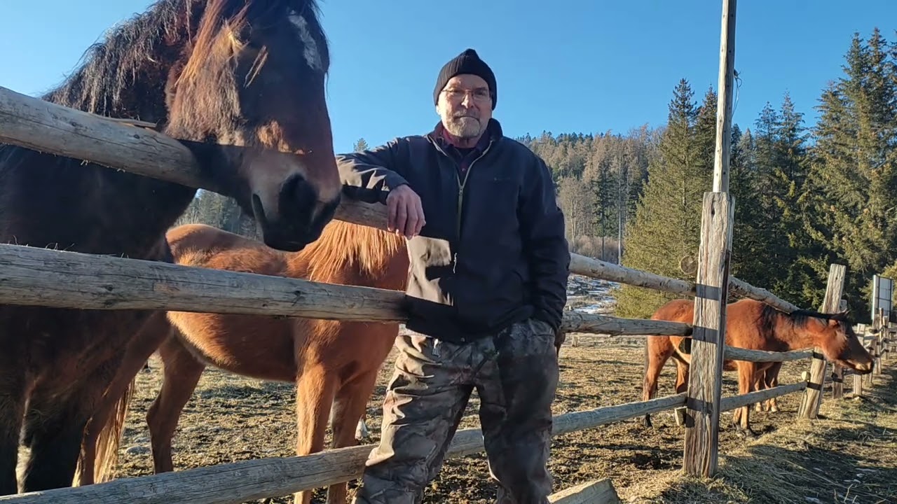 Kôň má v lese nezastupiteľné miesto pri ťažbe a približovaní dreva