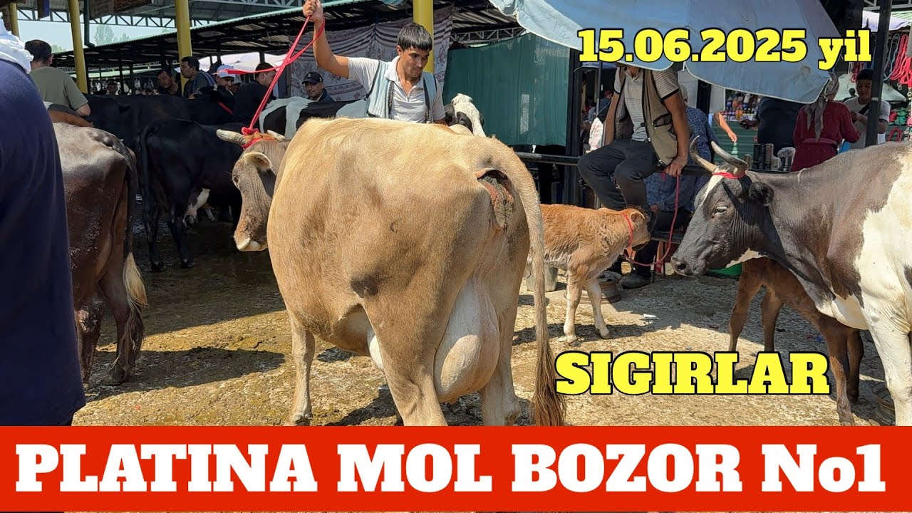 PLATINA MOL BOZOR SIGIRLAR NARXLARI CHALA SIGIRCHILA KO'RSIN BOZOR ARZON FAQAT SINAB OLING.
