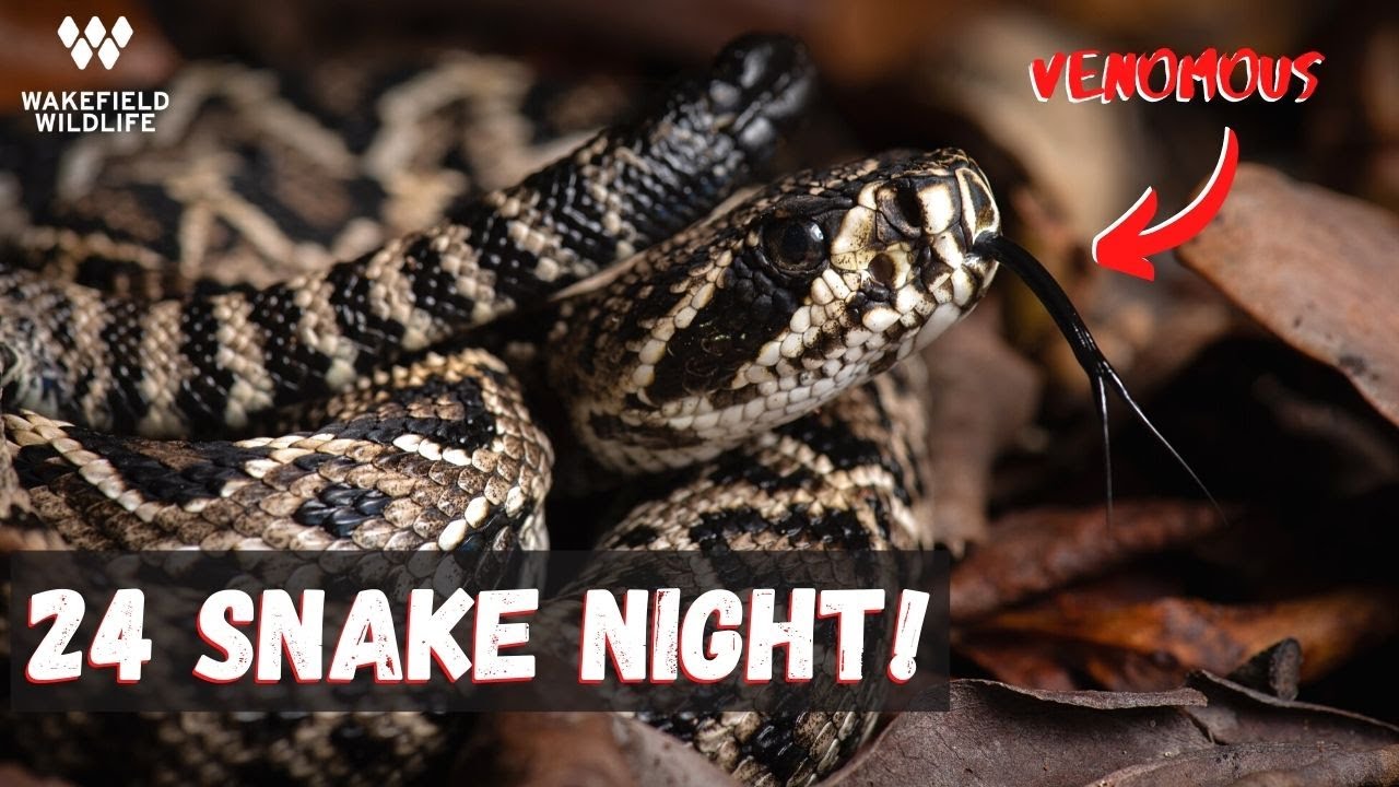 Incredible South Florida herping!  Eastern Diamondback Rattlesnake, Pygmy Rattlesnakes, and more!
