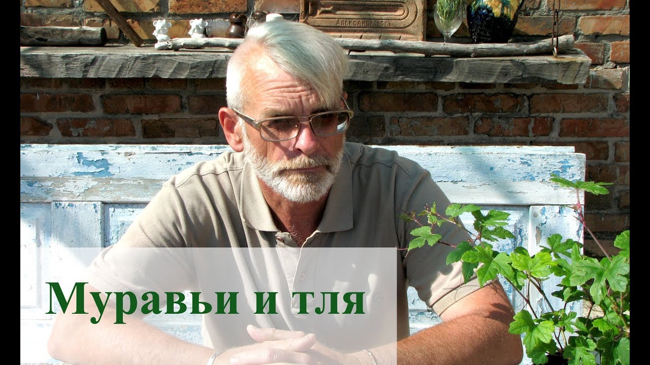 Муравьи, тля и люди
