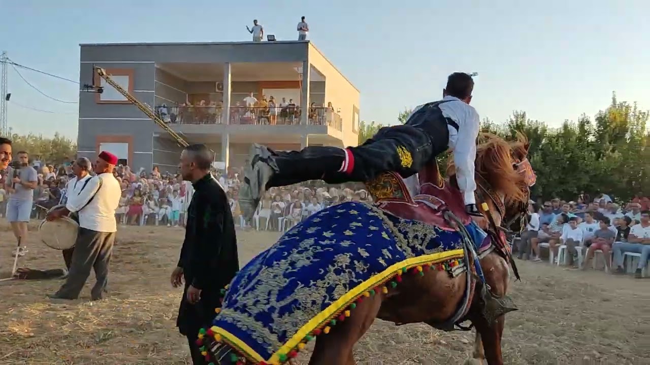 عرض فروسية تقليدية مداوري فرسان أولاد عبد الحميد بالعربي مرناڨ 🐴