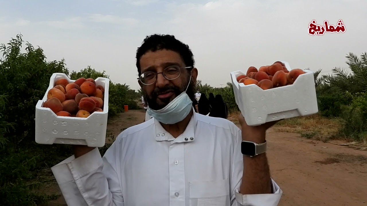 مزرعة عاليات القصيم لإنتاج الخوخ