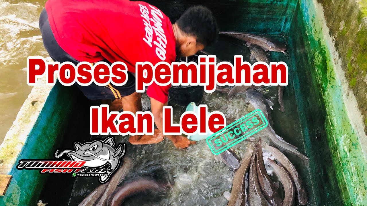 Cara Pemijahan Ikan Lele Supaya sukses