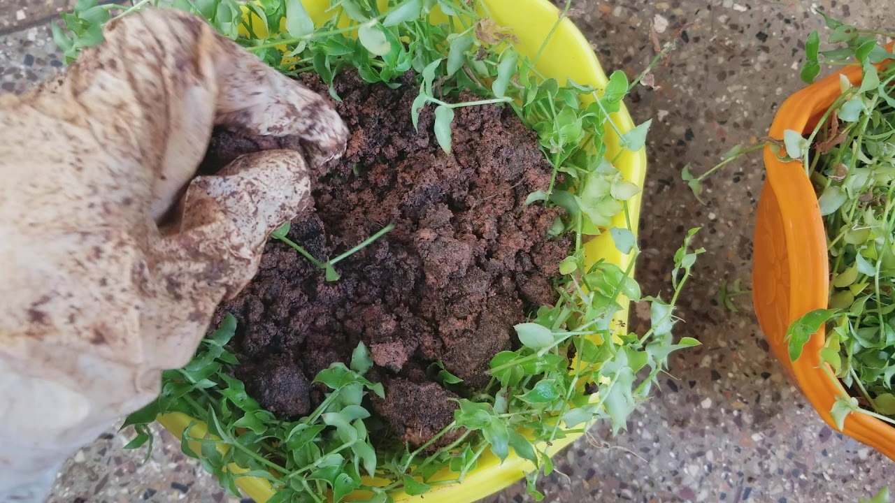 Ep 61: Turtle vine propogation  /hanging basket