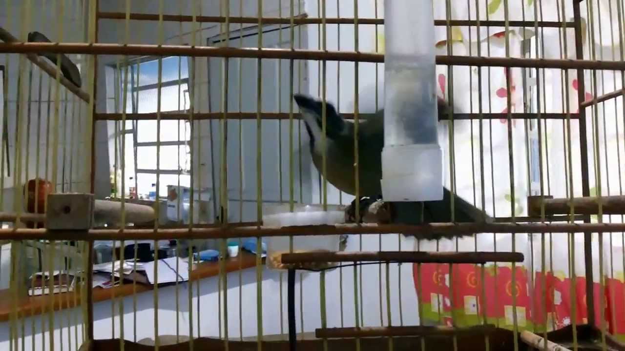 trinca ferro pica-pau em femeando comigo...
