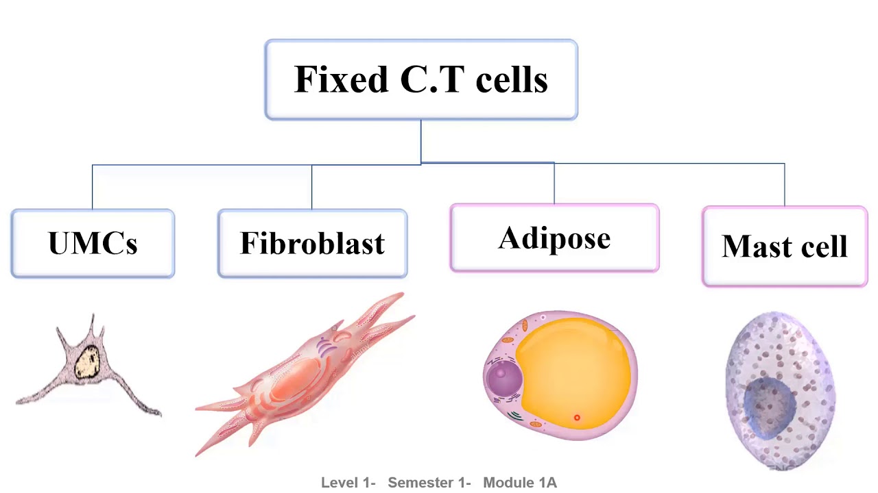 Histology lecture 5 C.T (I, II)