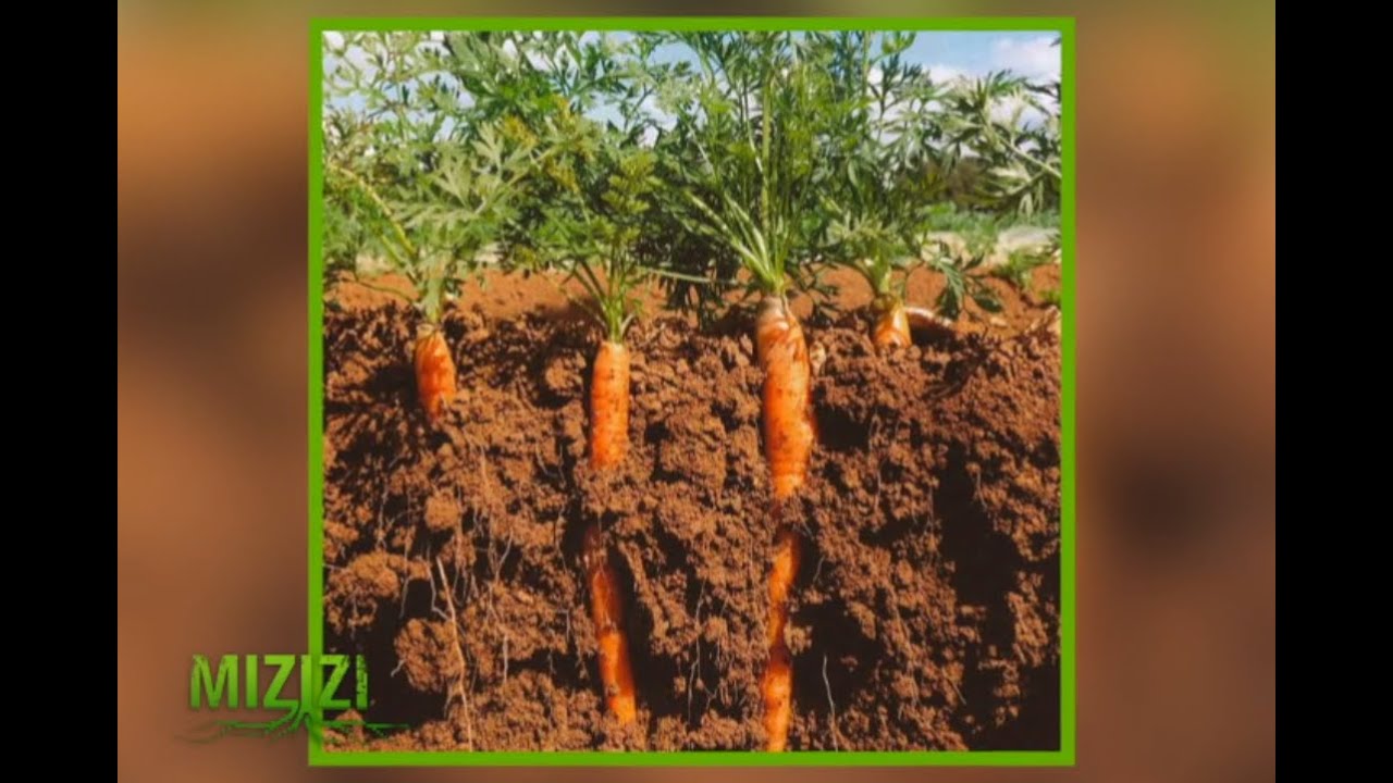 Carrot farming in Kenya - A guide |Mizizi|