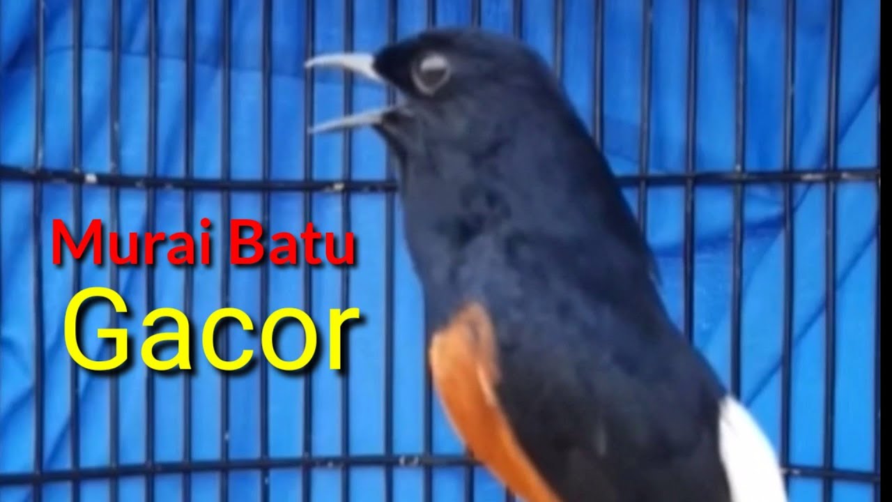 Suara Cantik Burung Murai Batu 