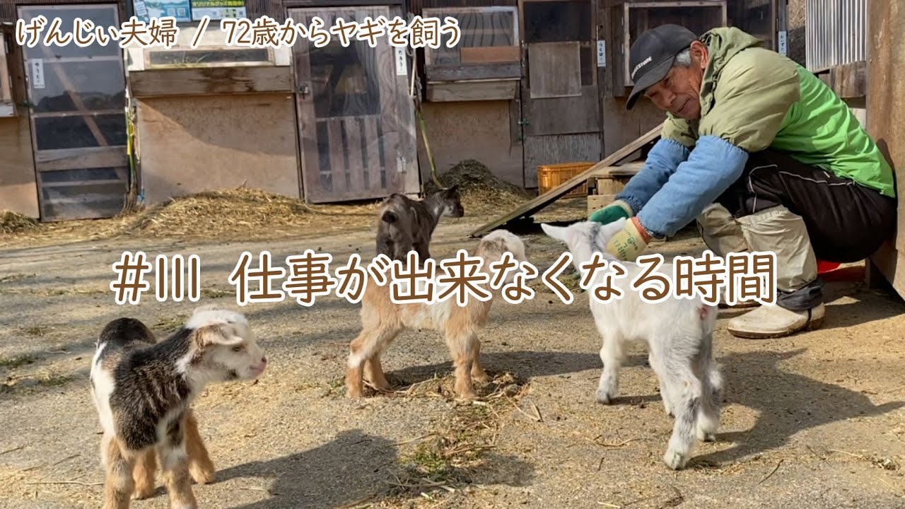【77歳ヤギ飼い#28】ヤギたちをみてると仕事が出来なくなります「72歳からの楽しいシニアライフ#111」
