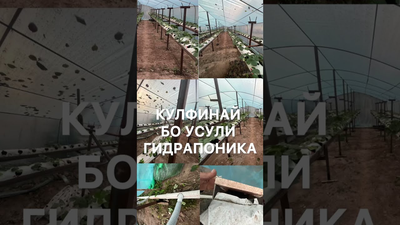 КУЛФИНАЙ БО УСУЛИ ГИДРАПОНИКА