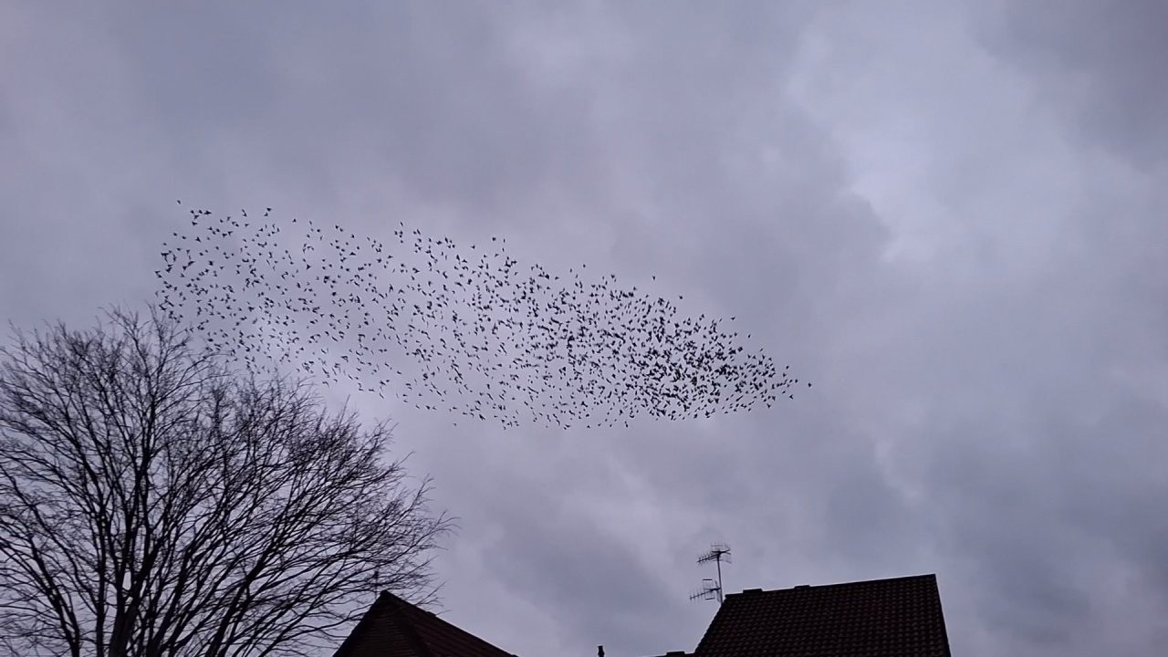 Starling roost