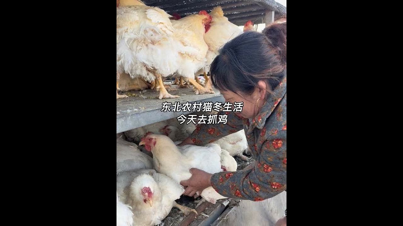 今天和我妈去抓了两只鸡 留着猫冬做铁锅炖吃～#青年创作者成长计划 #农村的冬天就是闲不住 #东北猫冬生活 #记录我的农村生活