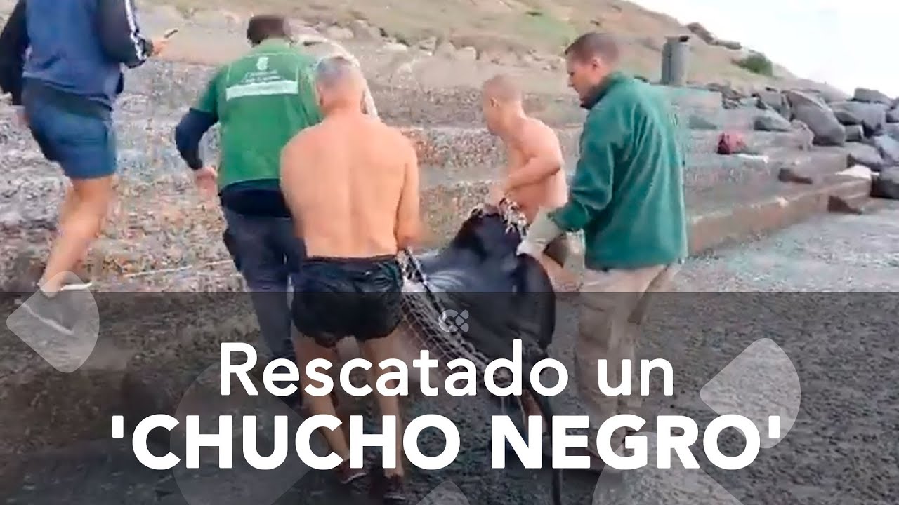 Rescatan a un chucho negro tras quedar atrapado en las piscinas naturales de la Playa de La Laja