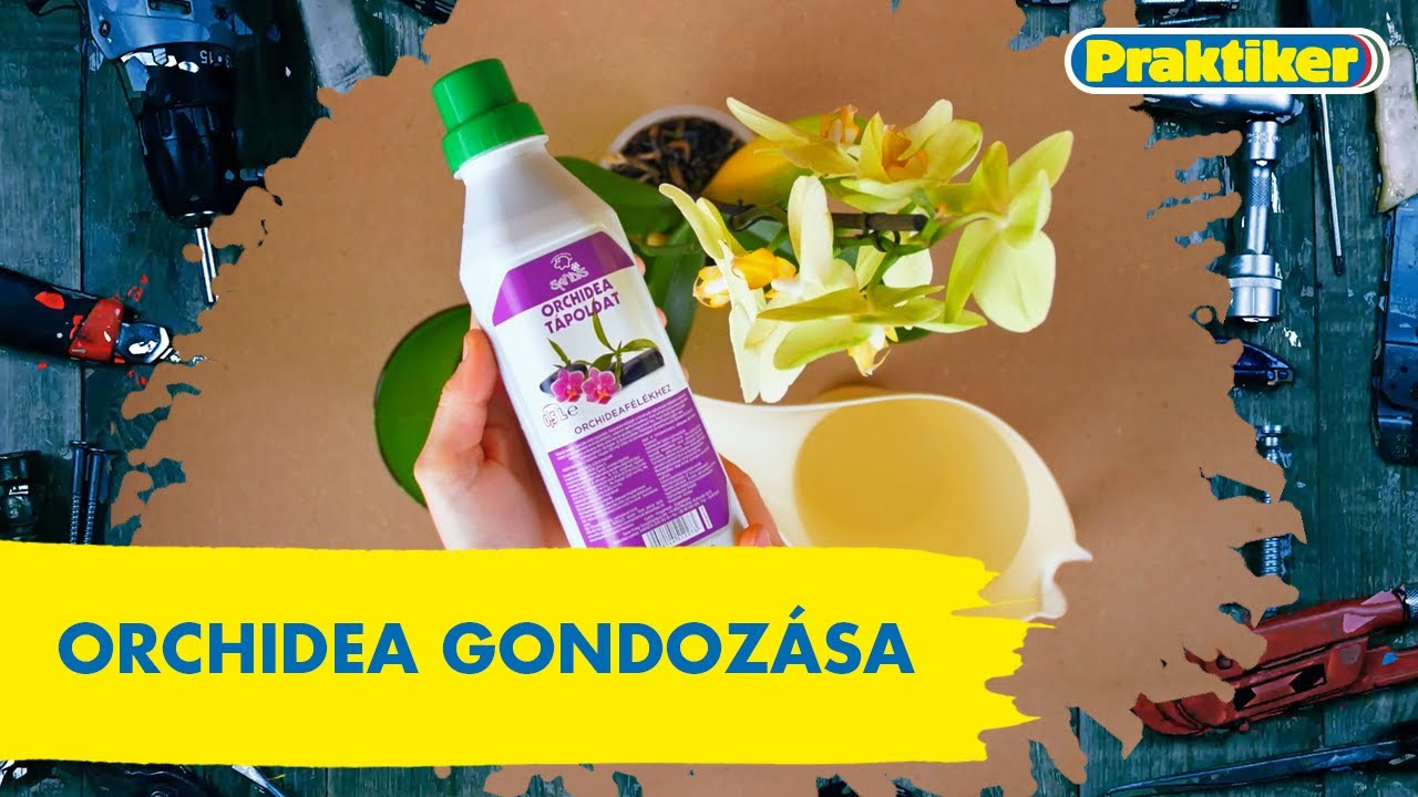 Orchidea gondoz&aacute;sa🌺 - Praktippek - Praktiker Magyarorsz&aacute;g