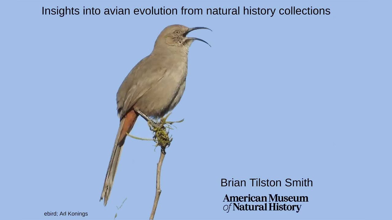 Dr. Brian T.  Smith • Insights into Avian Evolution from Natural History Collections • December 2023
