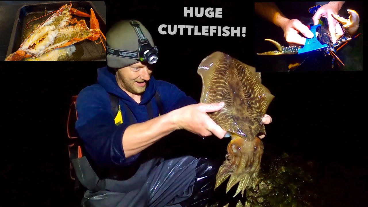 GIANT FORAGED CUTTLEFISH & Big Lobsters , Catch Clean Cook