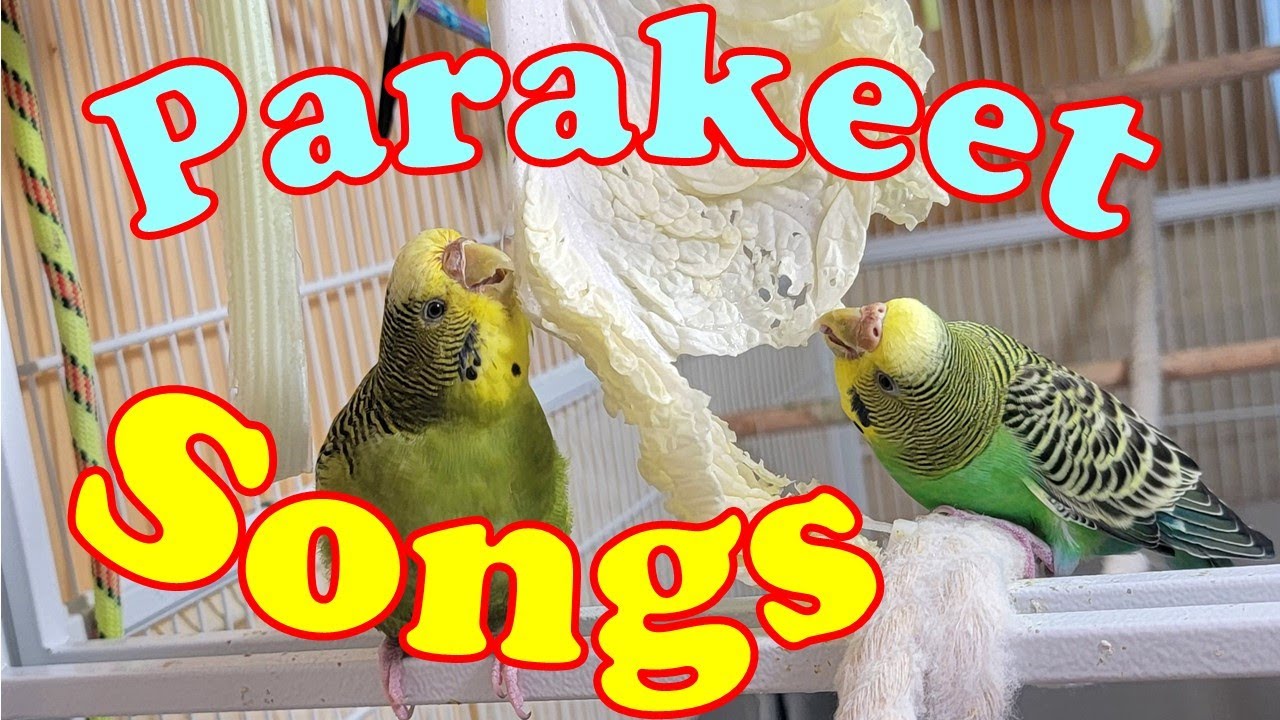 12 Hr If your budgies don’t chirp, playing this video will help lonely parakeet bird start to chirp.