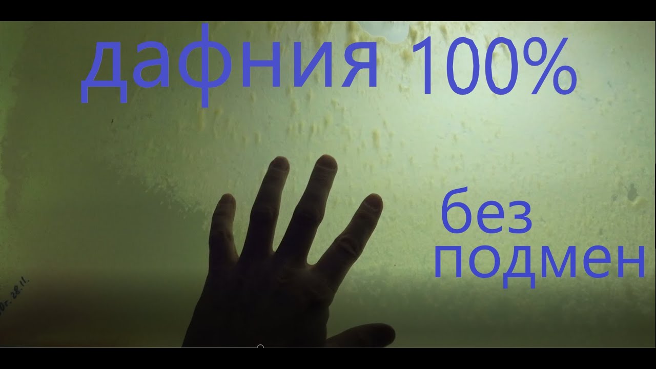 ДАФНИЯ 100% БЕЗ ПОДМЕН.ТАК ЕЁ МНОГО.ЭКСТЕРИМЕНТ.
