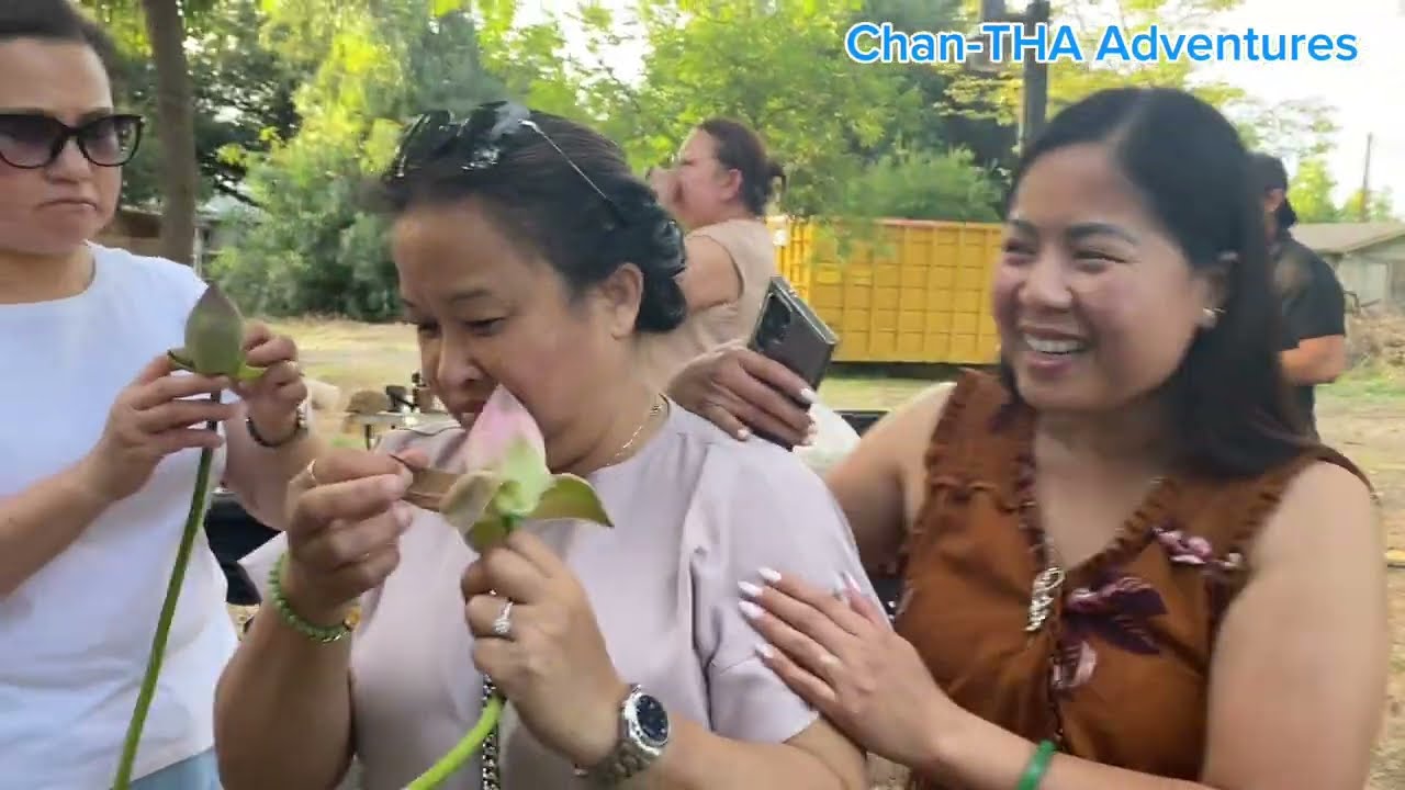 Picking lotus in Sanger farm.