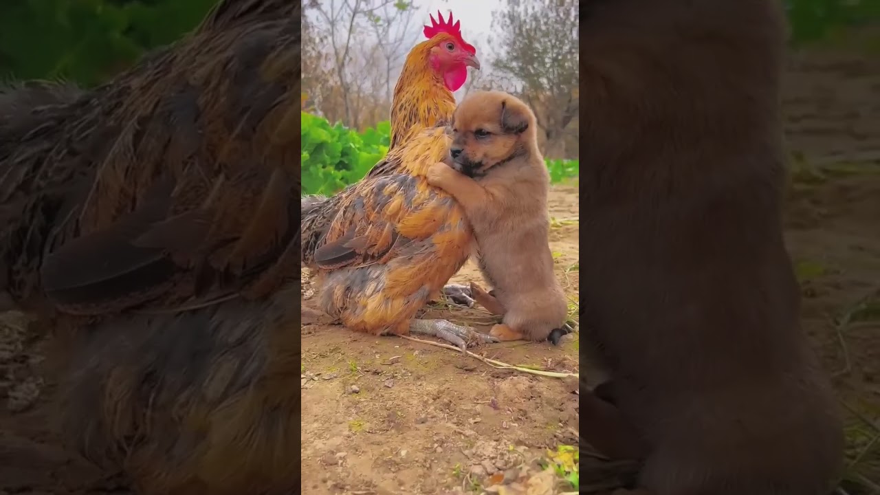 #Murugi ne tham liya# kute ke bache ko#short video#funny#chandan kumar #🦮🦮🐔🐔