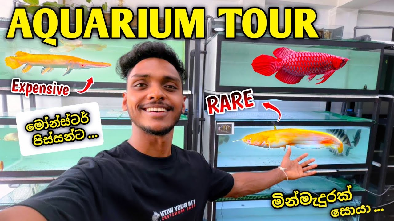 මාලු පිස්සන් වෙනුවෙන්ම තරු පහේ මින්මැදුරක් සොයා ... 😋💥 Fountain of Fins Aquarium Tour ❤️  
