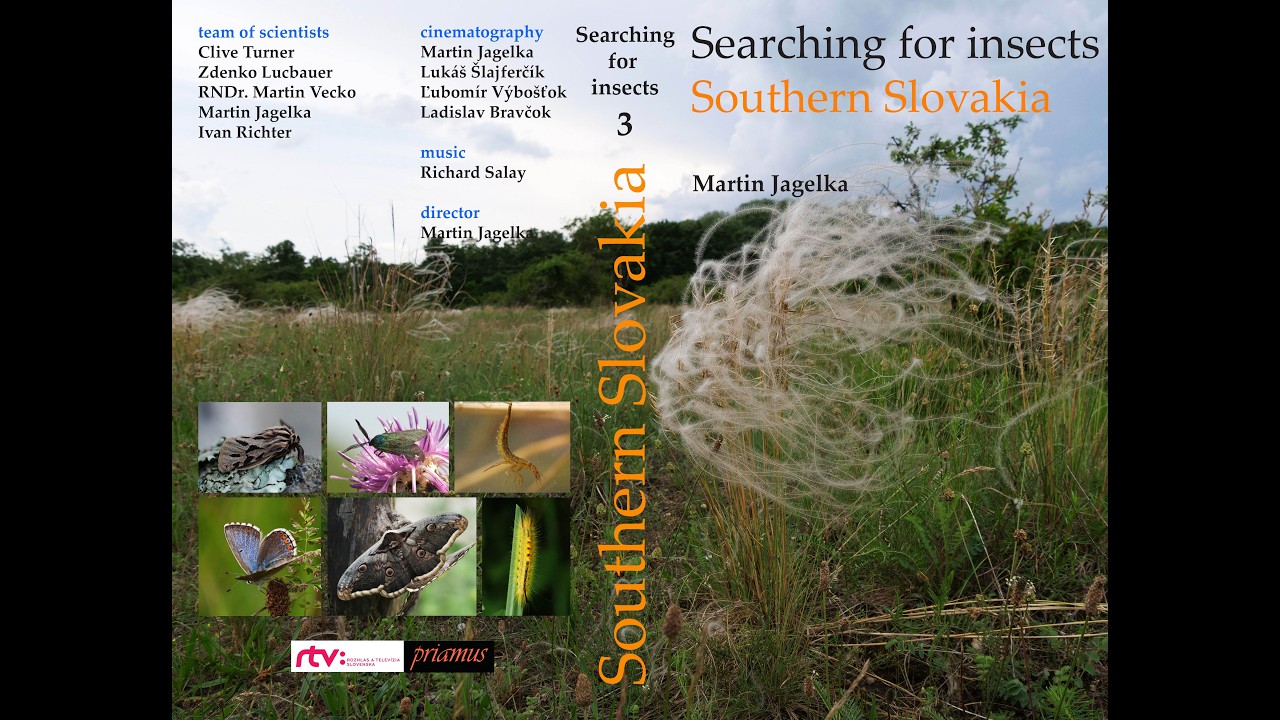 Searching for insects - Southern Slovakia