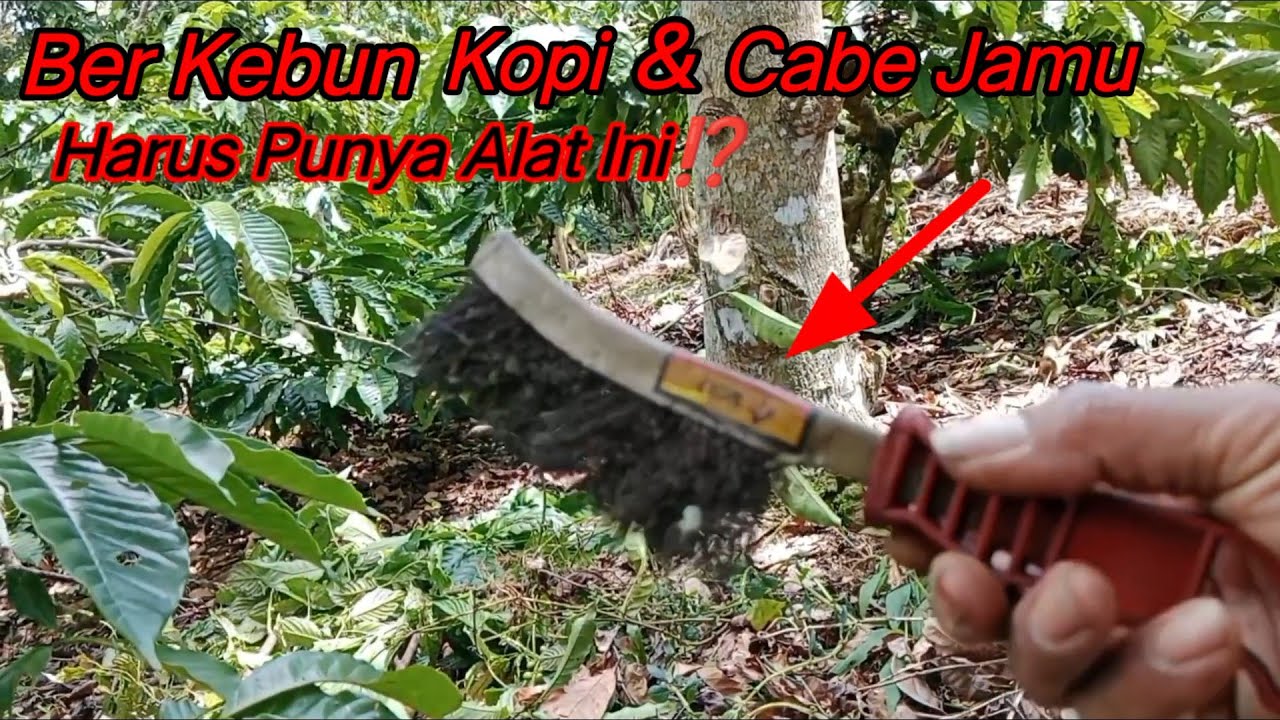 PETANI CABE JAMU DAN KEBUN KOPI HARUS PUNYA ALAT INI