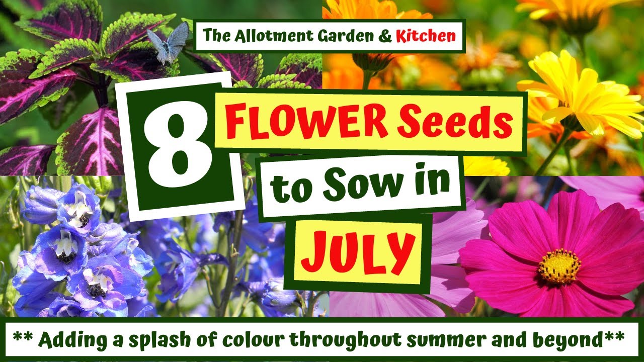 Which Flower Seeds to Sow in July - (inc. More Great Pollinators for Your Vegetable Garden!) #89