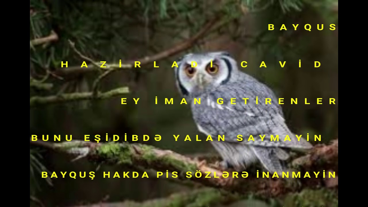 Bayquş peyğəmbərlər söhbəti