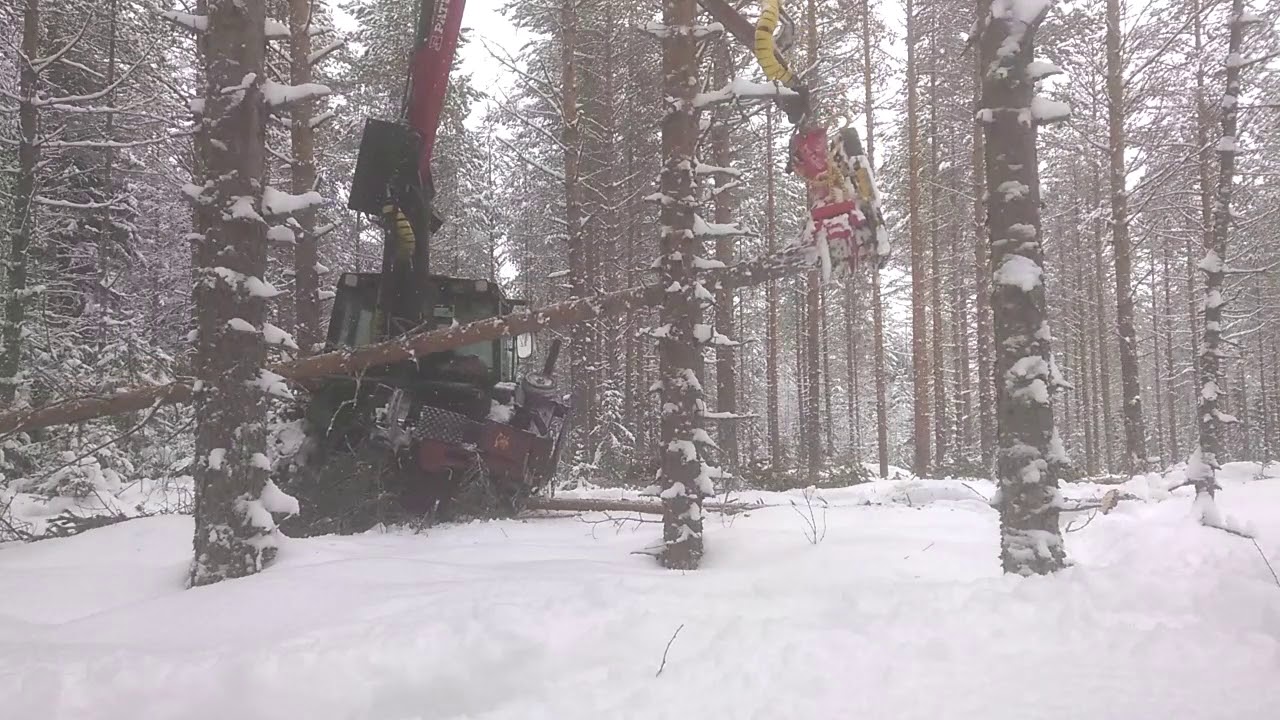 Harvennuspalsta talvella