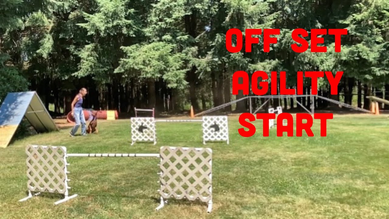 How to Manage Your Agility Dog Without a Start Line Stay