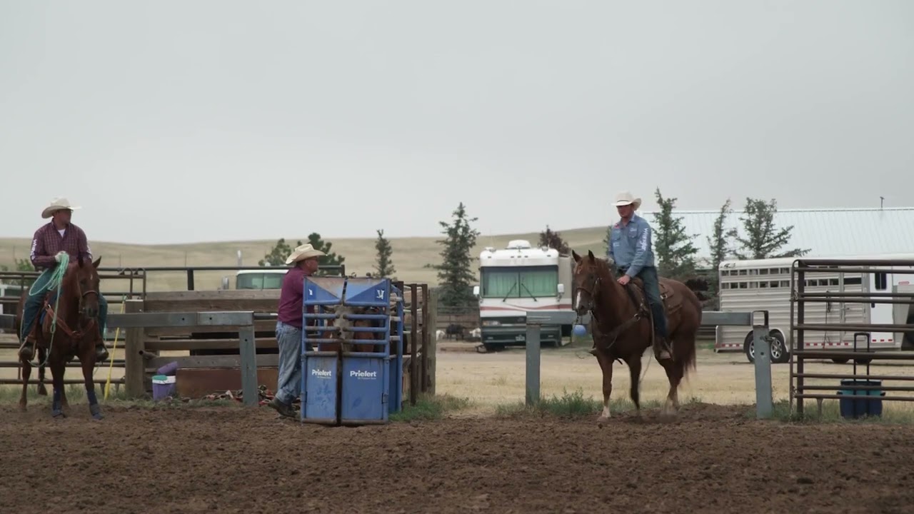 Roping.com: Drill for Calm Head Horses