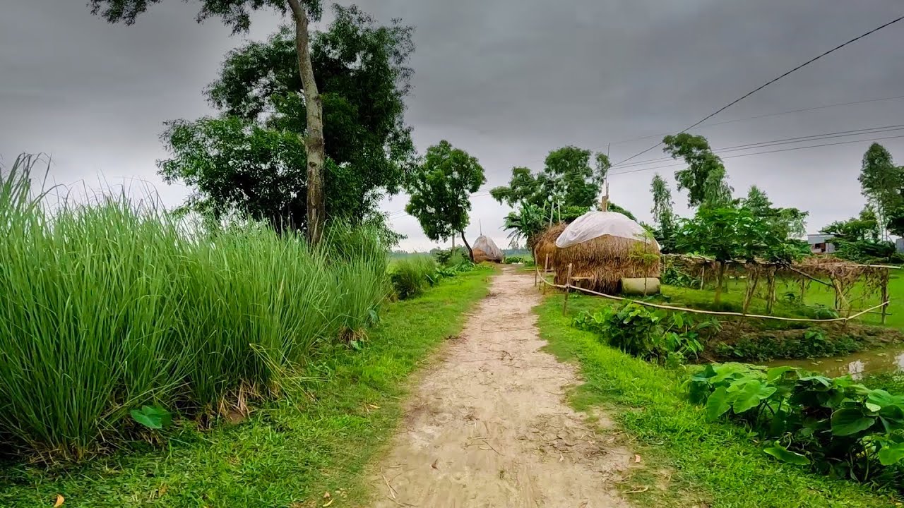 বর্ষাকালের বিকেলে গ্রাম বাংলার দৃশ্য।। Beautiful Village Scenery in Monsoon Afternoon।। Gram Bangla