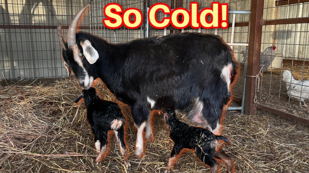 Kids Born During Extreme Cold!