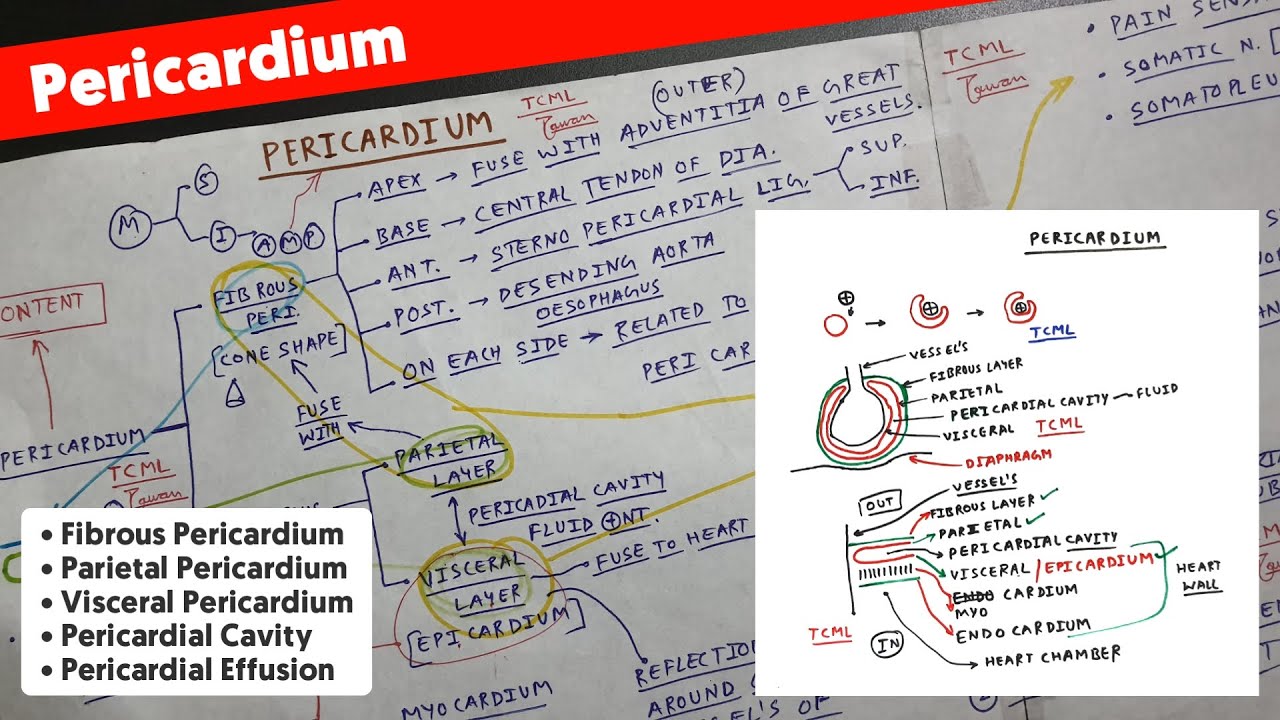 Pericardium | Part 4 | Diagram | The Charsi of Medical Literature