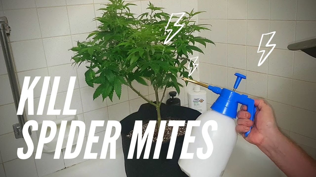 SPIDER MITES on CANNABIS get RID OF THEM FAST