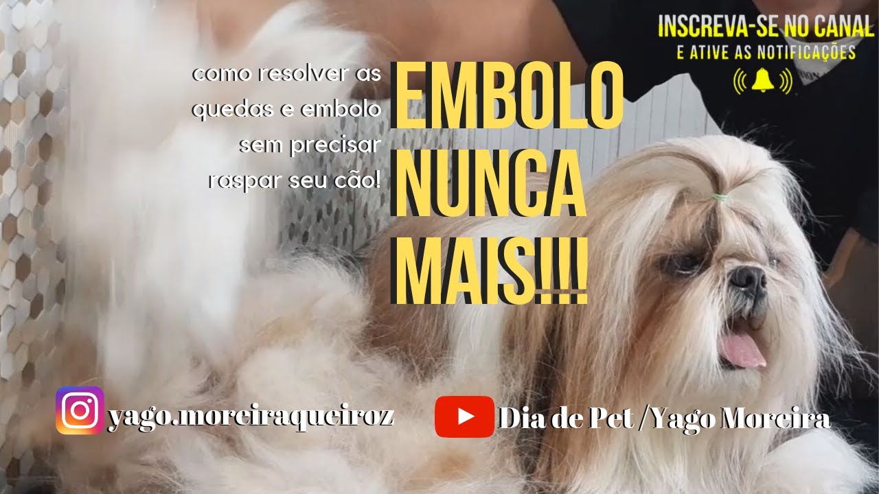 Shih-tzu Remoçao de subpelo (como fazer e pra que serve?)