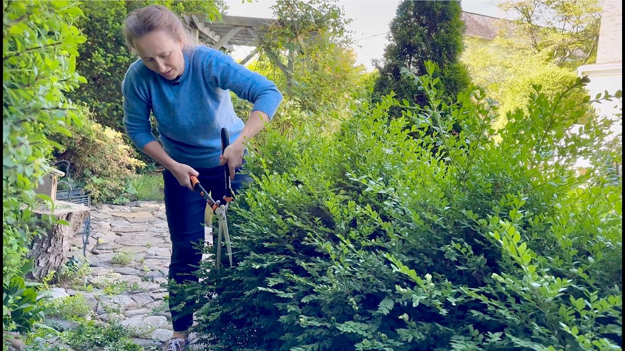 Don't Trim Barberries and Boxwoods in the Fall (Trim them NOW)