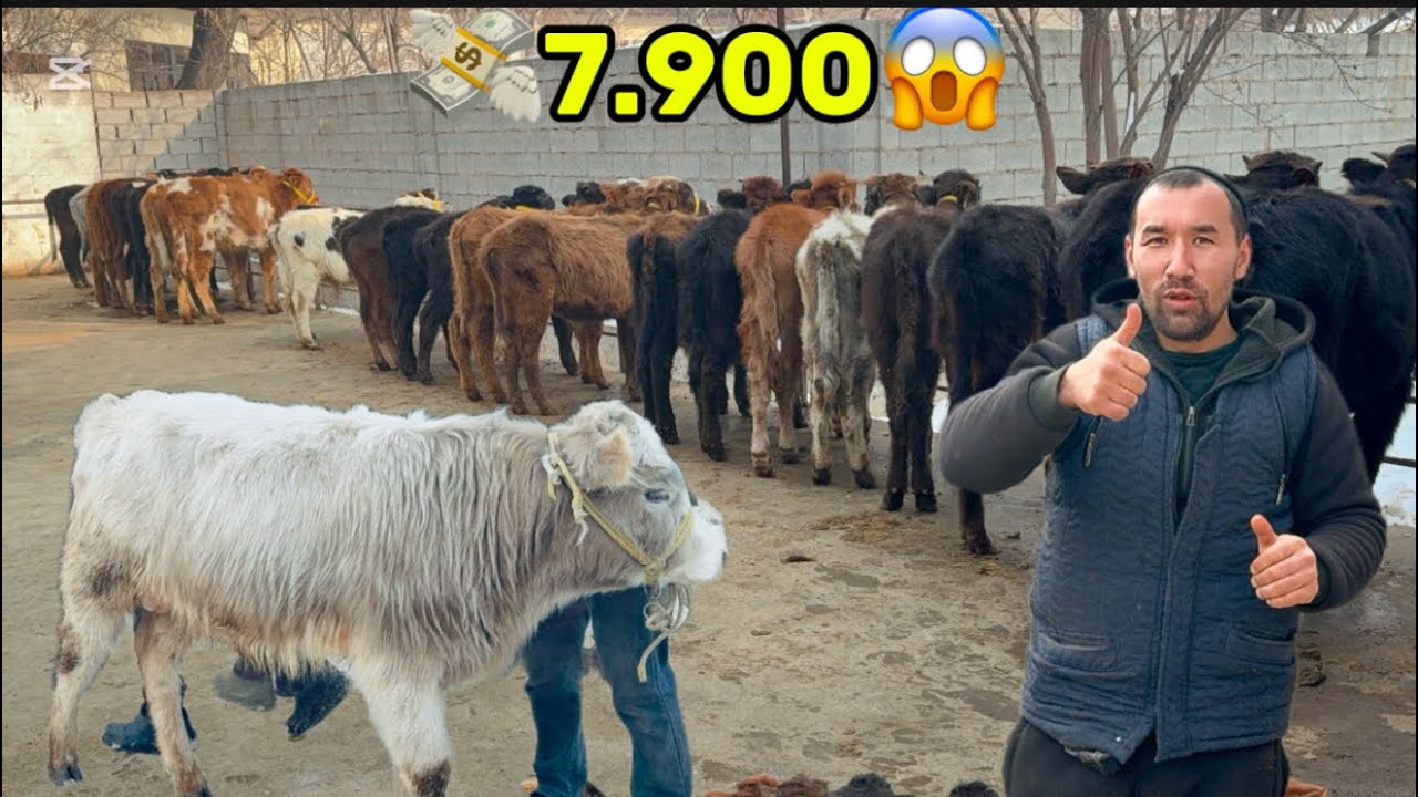 👁️OPTMCHI SARDOR BUGUN 400.500.ZIYONGA QOYVORDI SHOSHLIG SONI KAM 2026_01_26_yanvar.