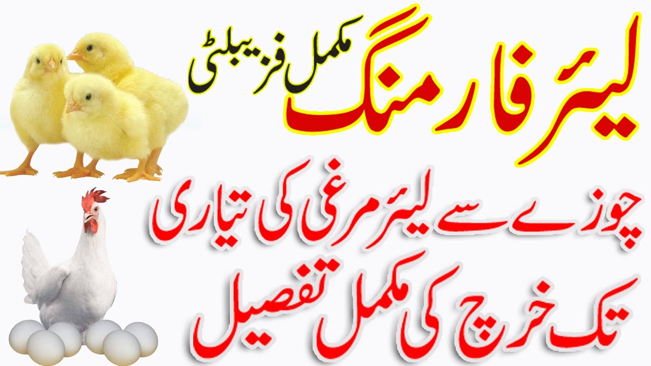 Poultry Farming | Layer chicken rearing raising cost in pakistan | Urdu | Hindi